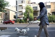 نظرسنجی رسانه سازمان تبلیغات اسلامی: آیا حضور سگ‌ در پارک‌ها برای شما اذیت‌کننده است؟