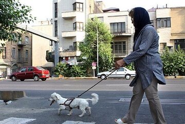   استاندار مازندران: رواج سگ‌های خانگی، کار سرویس‌های اطلاعاتی است