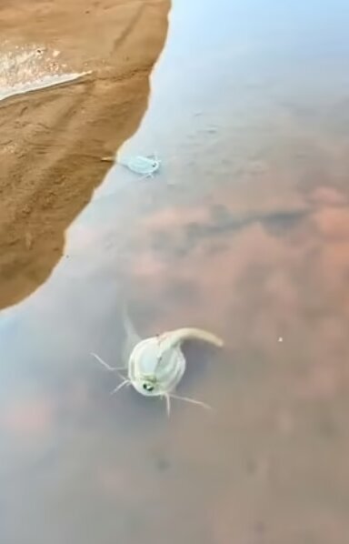 عکس | گردشگری که فسیل 550 ساله زنده را کشف کرد!