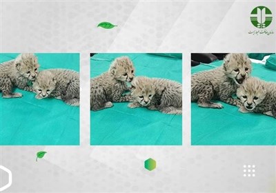 آخرین وضعیت «آذر و توران» توله یوزهای پاییزی در ۶ هفتگی