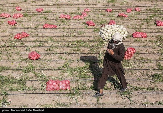 پیاز رکورد گرانی را شکست