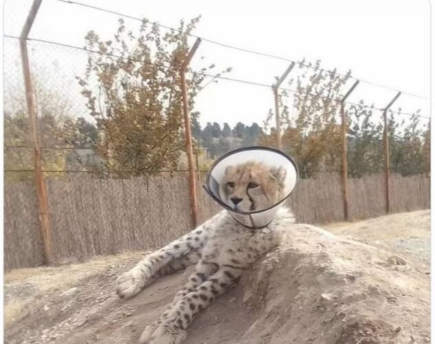 عکس| اتفاقی عجیب برای پیروز/ جان او در خطر است؟