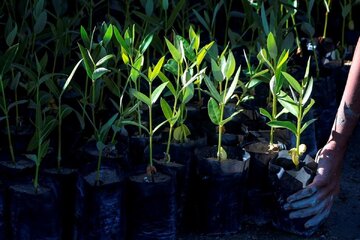 آغاز کاشت ۱۰۰ هزار اصله نهال حرا در تالابهای میناب آغاز کاشت ۱۰۰ هزار اصله نهال حرا در تالابهای میناب