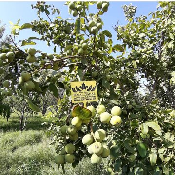 قطعا احداث باغ گردو برای شما یک سرمایه گذاری بزرگ است