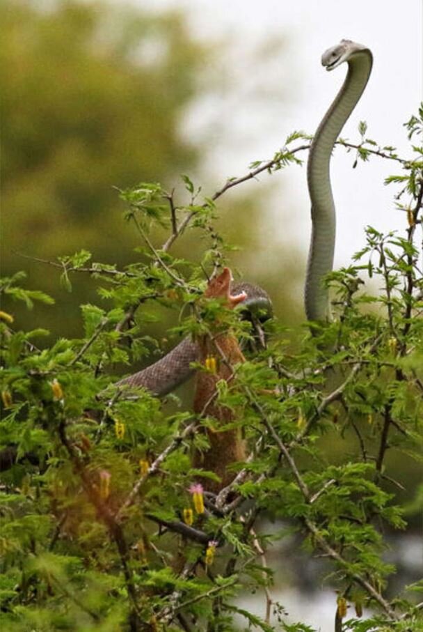 نبرد نفسگیر با مامبای سیاه غولپیکر / عکس