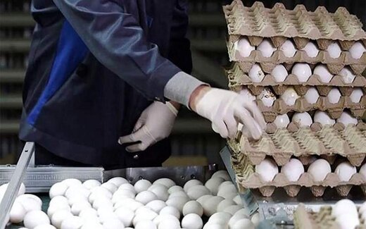 مصوبه جدید وزارت کشاورزی درباره قیمت تخم مرغ / یک کیلو تخم مرغ چند؟