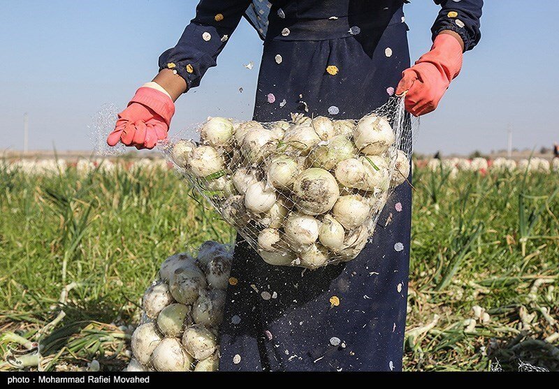  اتحادیه بارفروشان: پیاز ارزان شد