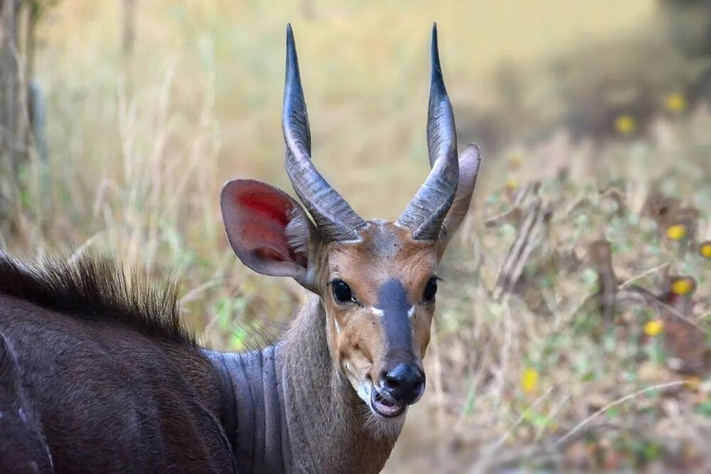 فیلم | نبرد خونین سگ‌های وحشی و شاخدراز آفریقایی