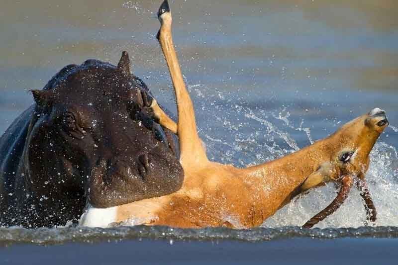 ببینید | دفاع جانانه اسب آبی، آهو را از چنگال سگ های وحشی نجات داد