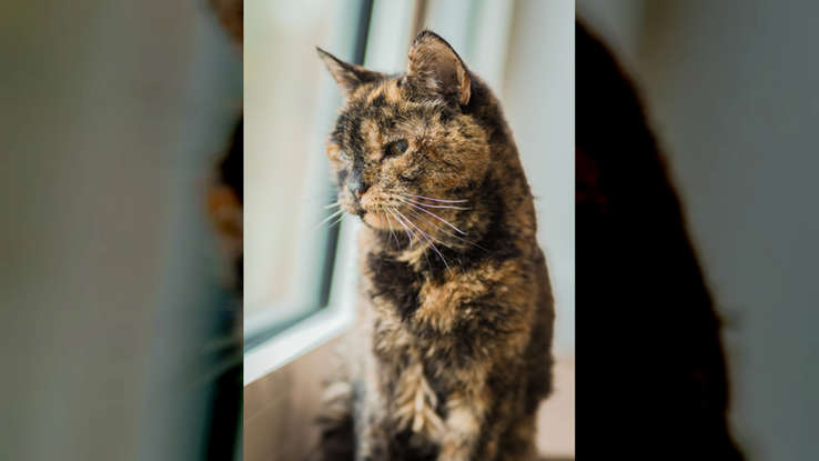 عکس | فلوسی، گربه‌ای که رکورد گینس را شکست!