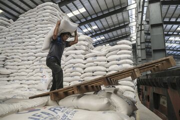 آخرین وضعیت صادرات برنج/ چرا برنج ایرانی به روسیه می رود؟ 
