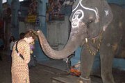ببینید | مراسم عجیب و غریب فیل‌پرستی در هند!