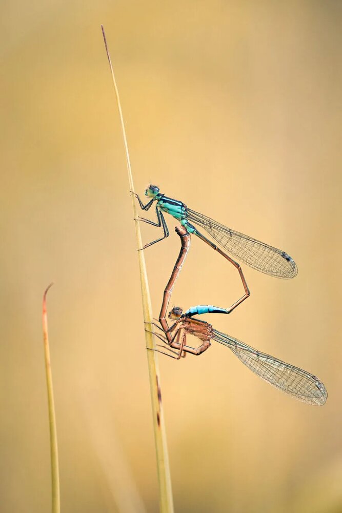 عکس | زیبایی حیرت‌آور حشرات در عماسی ماکرو