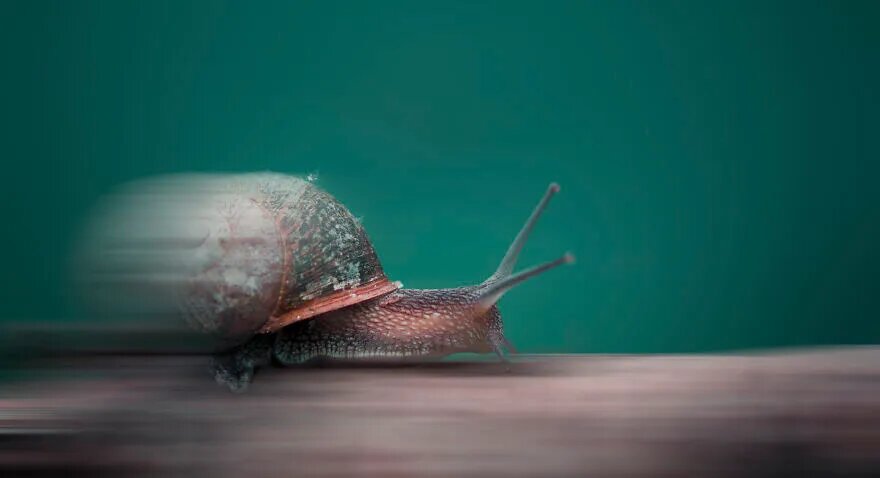 عکس | زیبایی حیرتآور حشرات در عماسی ماکرو