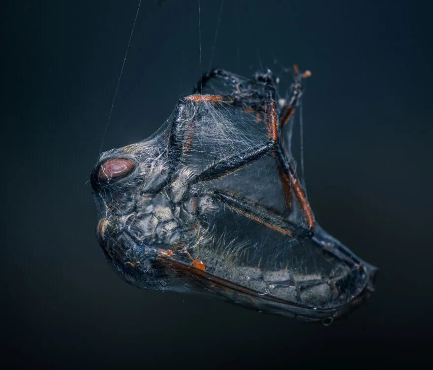 زیبایی حیرت‌آور حشرات در عماسی ماکرو