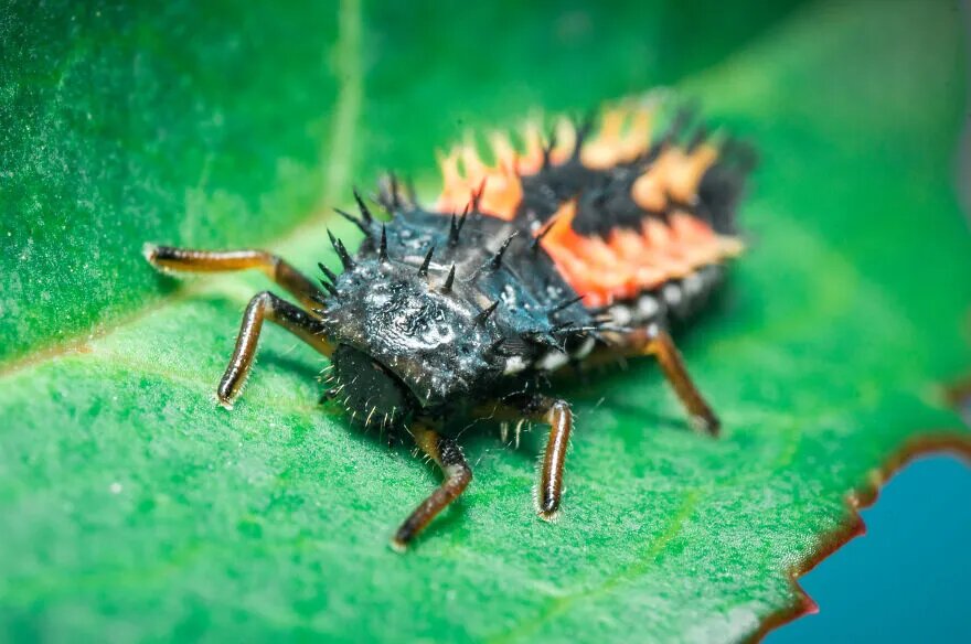 زیبایی حیرت‌آور حشرات در عماسی ماکرو