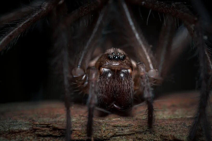 عکس | زیبایی حیرتآور حشرات در عماسی ماکرو