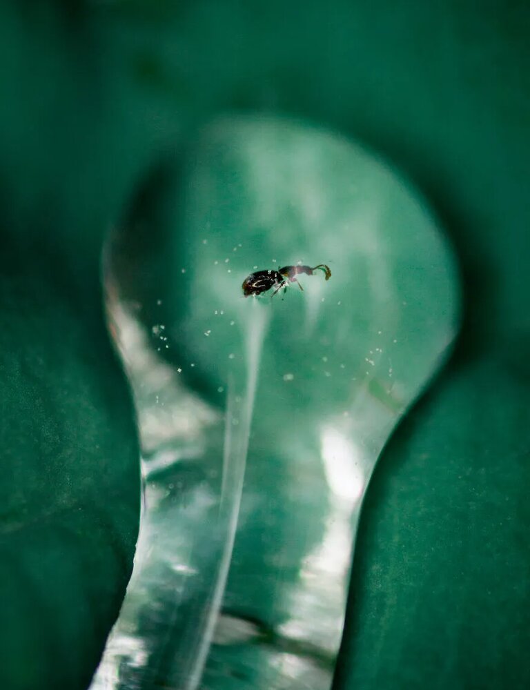 عکس | زیبایی حیرت‌آور حشرات در عماسی ماکرو