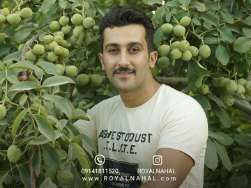 سرمایه گذاری طولانی مدت با کاشت نهال گردو ژنوتیپ رویال