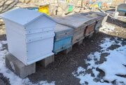 افزایش بهره‌وری محصولات زنبور عسل با ساخت کندوی کف‌باز