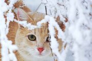 ببینید | تصاویر دلخراش از منجمد شدن یک گربه به دلیل سرمای شدید ازبکستان