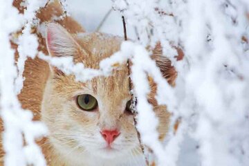 مشاهده گربه پالاس در منطقه حفاظت شده مهریز
