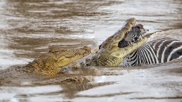 crocodile.jpg