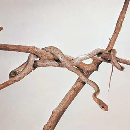 عکس |  با مرگبارترین گونههای مار آشنا شوید