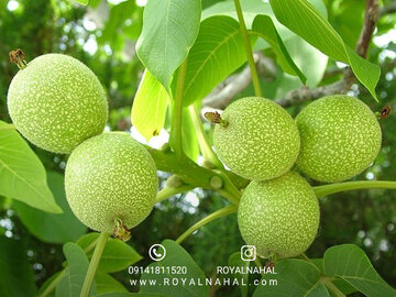 آشنایی با درخت گردو کوپه ای برای مناطق سردسیر