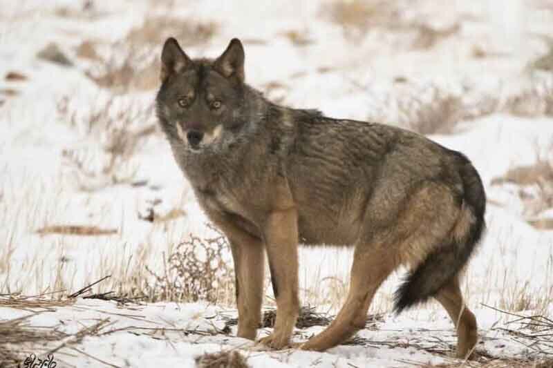 ببینید | حضور ترسناک 3 قلاده گرگ در منطقه مسکونی مشهد