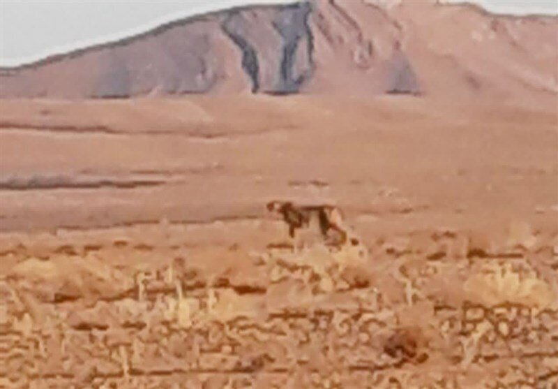 مشاهده یک یوزپلنگ آسیایی حین شکار خرگوش در جاجرم