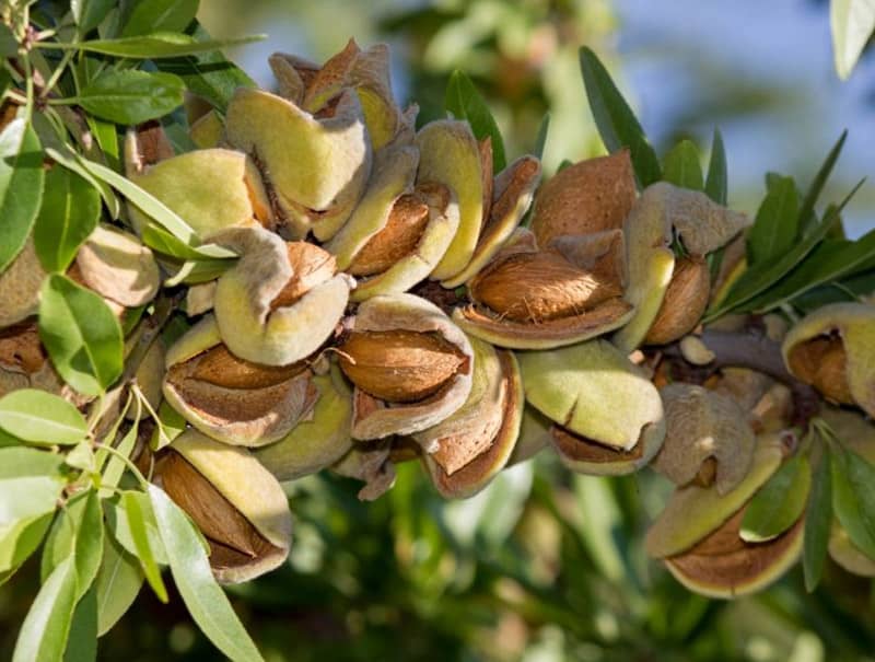 شرکت غرب نهال رکوردار تولید نهال بادام پایه کوتاه در کشور