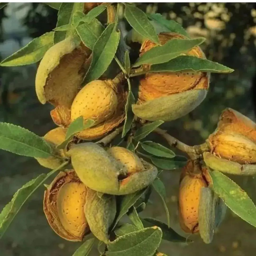 شرکت غرب نهال رکوردار تولید نهال بادام پایه کوتاه در کشور