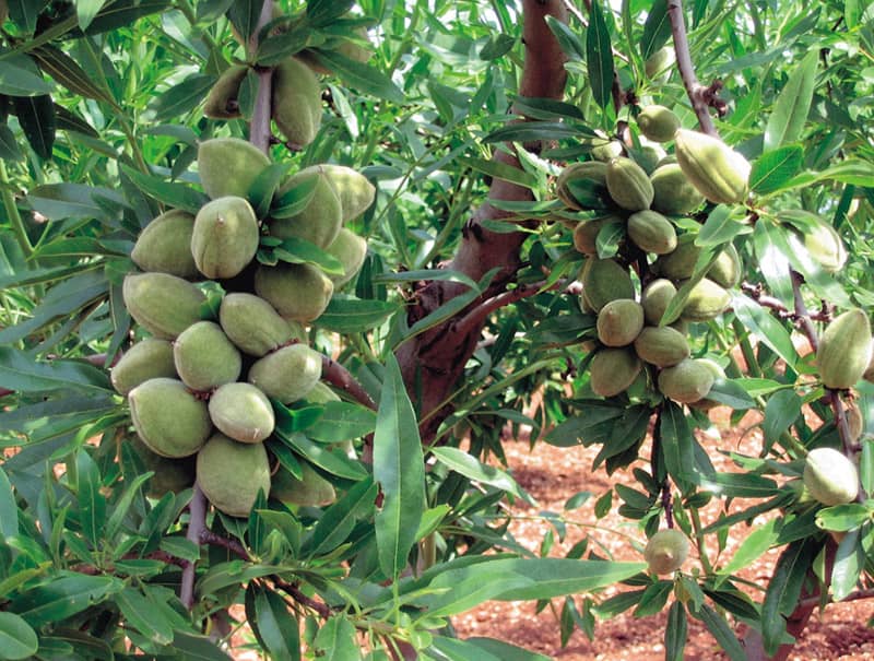 شرکت غرب نهال رکوردار تولید نهال بادام پایه کوتاه در کشور