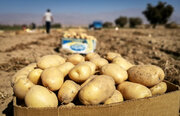  صادرات سیب‌زمینی آزاد شد
