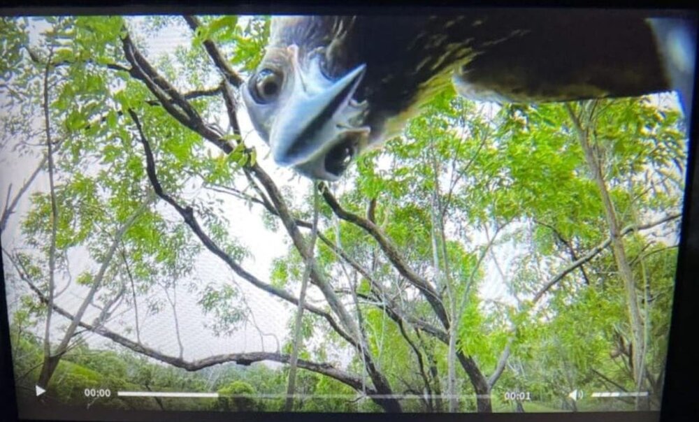 برنده نهایی نبرد پهپاد و عقاب / عکس