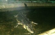 عکس | این تمساح رکورددار گینس است!