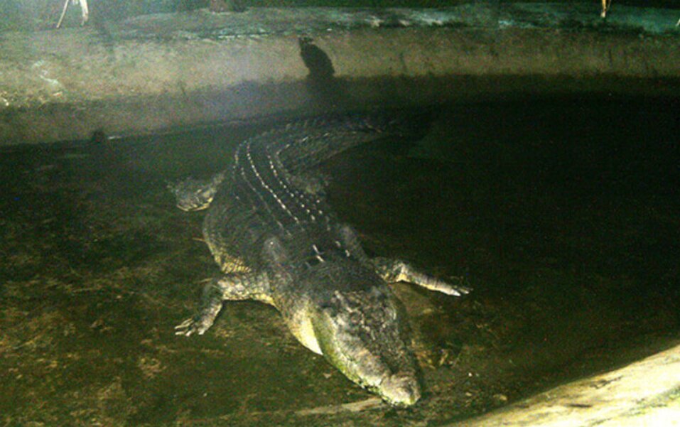 عکس | این تمساح رکورددار گینس است!