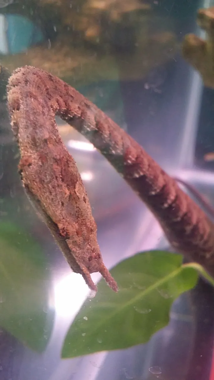 عکس |  از افعی کرگدن تا تاک آسیایی؛ با عجیبترین مارهای دنیا آشنا شوید