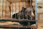 ببینید | وضعیت فاجعه‌بار یک خرس بینوا در باغ وحش ارومیه