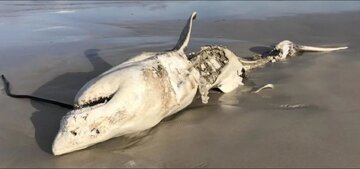 تکه پاره شدن کوسه بزرگ سفید توسط قاتل واقعی اقیانوس / عکس تکه پاره شدن کوسه بزرگ سفید توسط قاتل واقعی اقیانوس / عکس