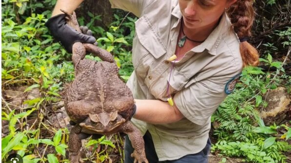 کشف وزغ غولپیکر با ابعادی شگفتانگیز / عکس