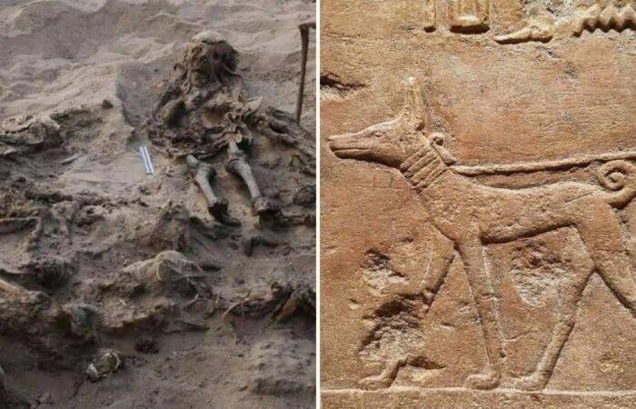 کشف گور مشترک یک کودک با ۱۴۲ سگ