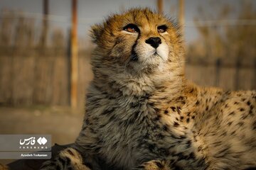 ببینید | تصاویری جذاب و دیدنی از پیروز در ۹ ماهگی