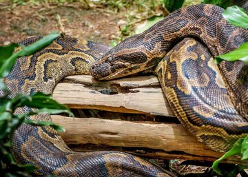 عکس | مار آدمخوار، پیتون راک آفریقایی، چقدر ترسناک است؟ عکس | مار آدمخوار، پیتون راک آفریقایی، چقدر ترسناک است؟