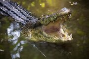 ببینید | لحظه هولناک حمله یک تمساح برای قطع دست کارمند باغ‌وحش