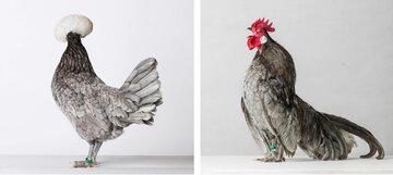 نگاهی متفاوت به عجیب‌ترین مرغ و خروس‌های دنیا