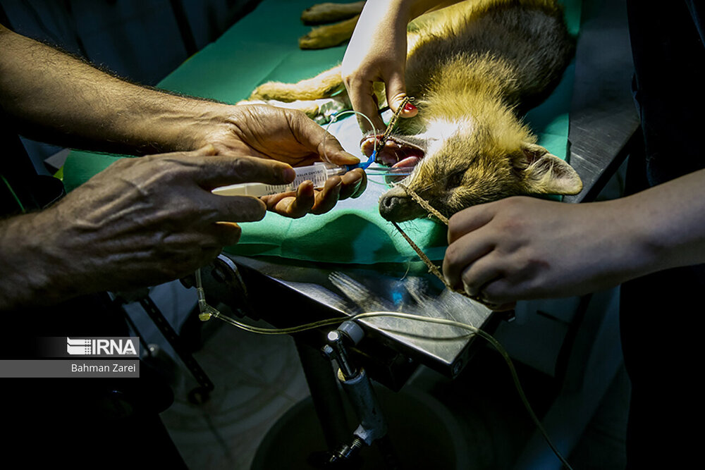 تزریق سرم و عمل جراحی روی حیوانات