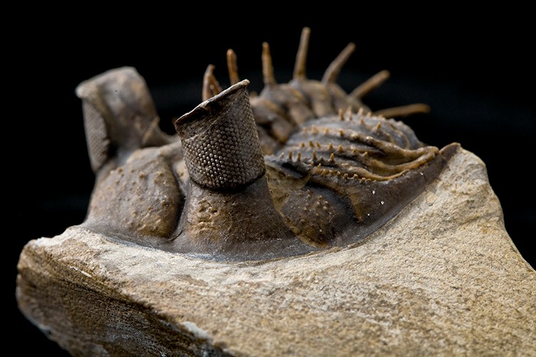 عکس | از ماهی 4 چشم تا میگویی که نور قطبی را میبیند!