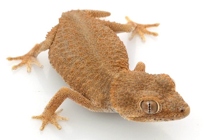 عکس | از ماهی 4 چشم تا میگویی که نور قطبی را میبیند!